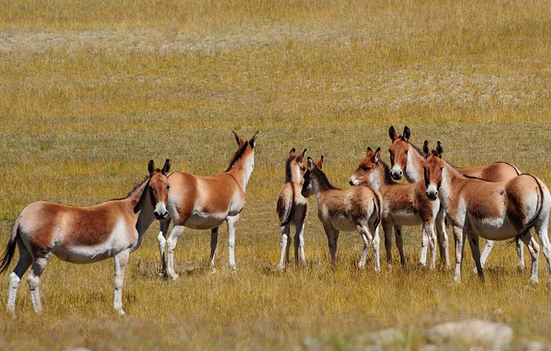 Wild Animals In Tibet Tibet Universal Tours And Travel