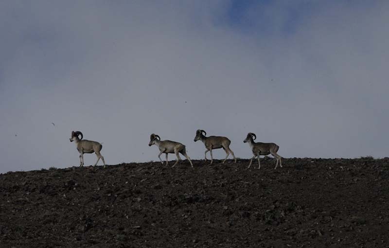 Wild Animals In Tibet Tibet Universal Tours And Travel