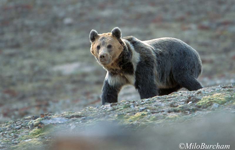 Wild Animals in Tibet - Tibet Universal Tours and Travel