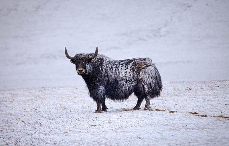 Wild Animals in Tibet - Tibet Universal Tours and Travel